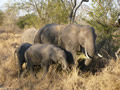 Elephants Grazing, Sabi Sand Game Reserve, &copy;Cathy Fairgrieve